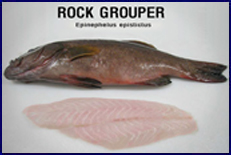 rock grouper
