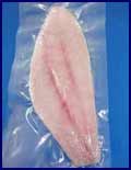 grouper 01