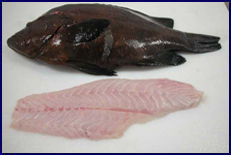black spotted grouper