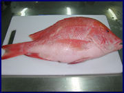 lutjanus spp1