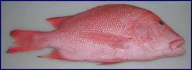 scarlet snapper