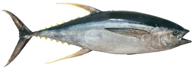 yellowfin tuna